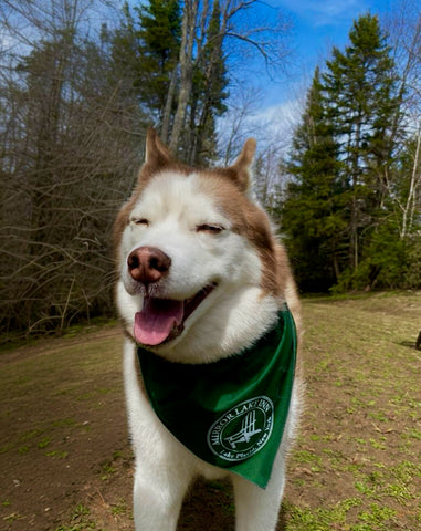 Dog Bandana